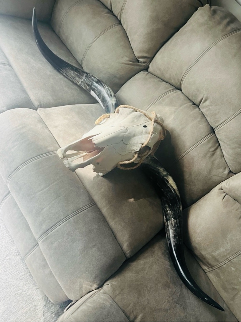 NIB 🐂 GENUINE LONGHORN STEER BULL HEAD SKULL w/BLACK HORNS DECOR 🆓 FREE SHIPPING